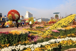 오색국화로 마산 앞바다 물들이는 마산가고파국화축제 26일 시작