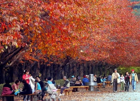 가로수가 빨갛게 물든 대공원에 깊어가는 가을을 즐기려는 인파로 붐비고 있다. 서울신문DB