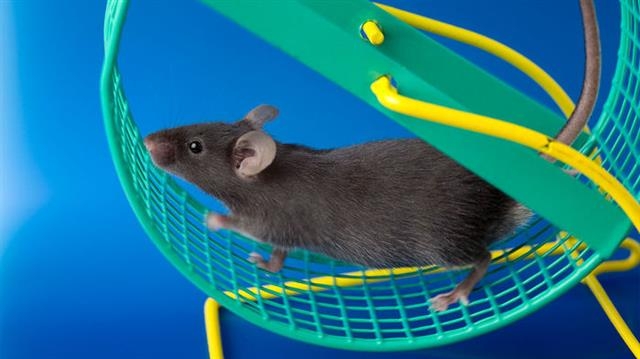 열심히 운동하는 생쥐가 건강한 후손을 낳는다는 새로운 연구 결과가 발표됐다.  사이언스 제공