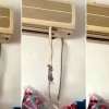 벽걸이 에어컨서 나와 쥐 끌어당기는 뱀
