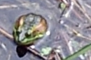 성남 탄천 습지서 ‘멸종위기 야생생물 2급’ 잇따가 발견