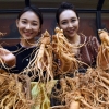 ‘가을 햇인삼’ 싸게 사세요