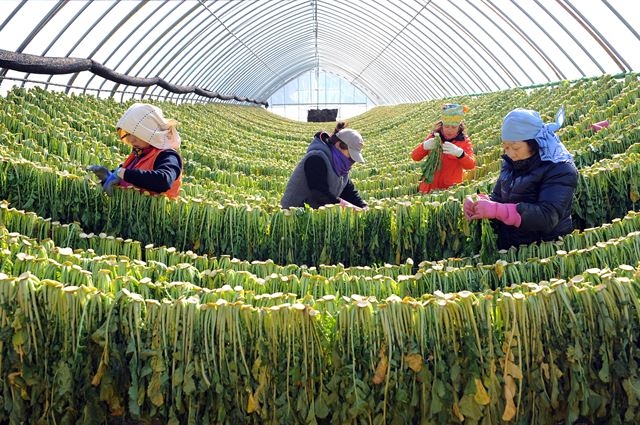 양구군 해안면에서 27~28일까지 시래기축제가 열려 청정 시래기 판매와 체험행사가 펼쳐진다. 양구군 제공