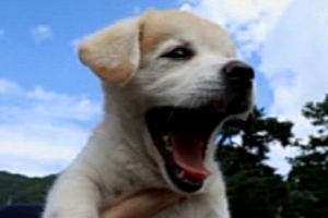 ‘동물농장-하루뉴스’에 짱절미가 떴다! 스타 강아지 인절미 근황은?