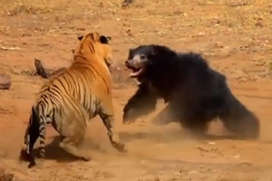 새끼 구하려 호랑이에 맞서는 어미 느림보곰