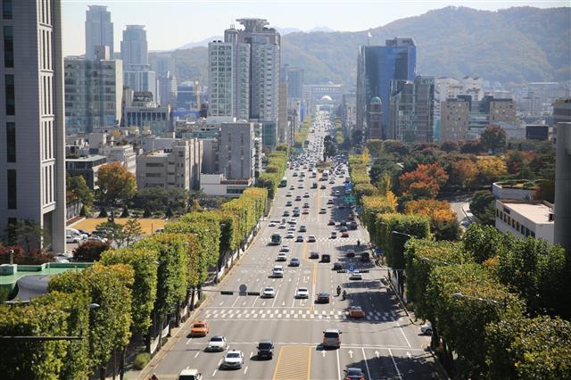 서초구 가로수 이발한 듯 깔끔하게