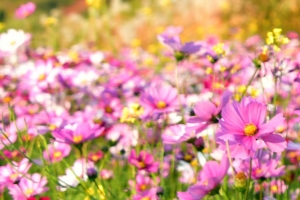 탄천 100만 송이 코스모스길 ‘시민 유혹’