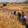 [뉴스 in] 시흥 갯골 사이 ‘그림 같은 가을’