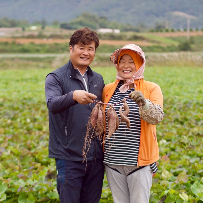 단자미를 재배하는 강성우 부부가 수확한 보라색 고구마를 들고 활짝 웃고 있다.
