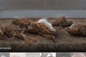 유리벽에 충돌하는 새들을 지켜주세요