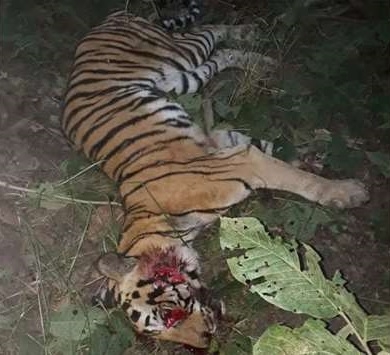 지난 4일(현지시간) 인도 우타르프라데슈주 두드와 호랑이 보호구역에서 분노한 마을 주민에게 죽은 호랑이 시신 사진이 현지 소셜미디어를 통해 유포된 모습.  걸프 타임스 캡처