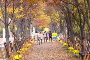 창원 도심 단풍거리에서 가을 낭만 만끽하는 단풍거리축전, 공연·전시 등 다양한 행사.