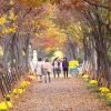 창원 도심 단풍거리에서 가을 낭만 만끽하는 단풍거리축전, 공연·전시 등 다양한 행사.
