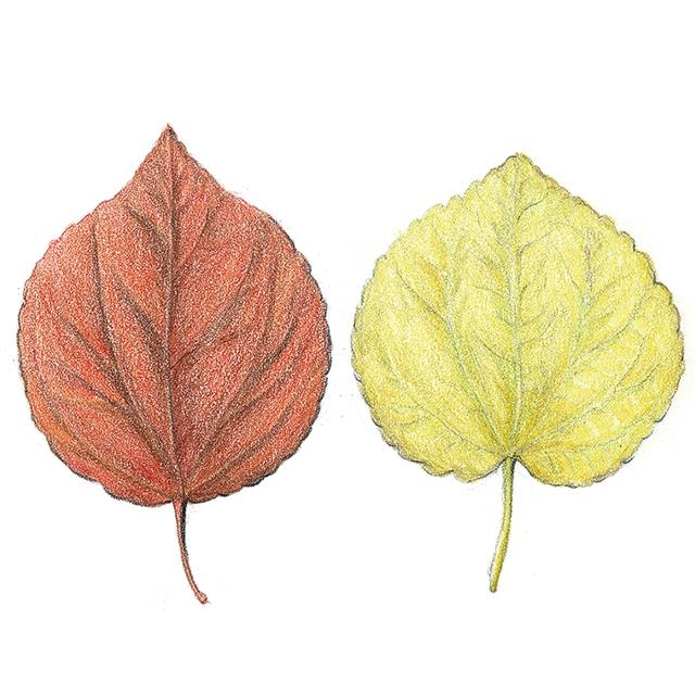 계수나무 단풍. 잎은 크게 달걀형과 하트형이 있고, 노란색에서 붉은색으로 물든다.