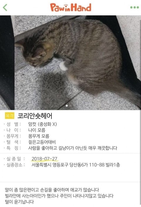 유기동물 플랫폼인 포인핸드에 지난 7월 가수 김용국의 반려묘로 추정되는 고양이의 주인을 찾는 게시물이 올라왔다. 2018.11.11 온라인 커뮤니티 캡처