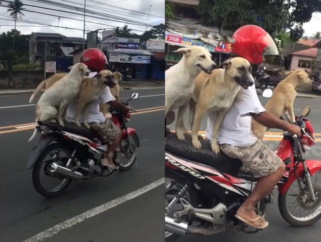 오토바이를 타고 가는 세 마리 개들의 놀라운 균형감 모습(유튜브 영상 캡처)