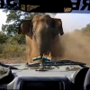지프차 코 앞까지 돌진하는 ‘섬뜩한’ 코끼리 모습