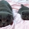 아빠 고양이 완벽하게 흉내내는 새끼 고양이