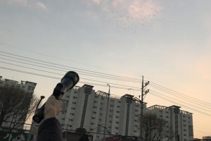 수원 3년째 ‘떼까마귀 퇴치전’