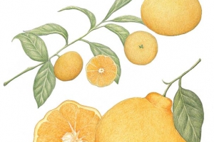 [이소영의 도시식물 탐색] 귤과 오렌지 그리고 레몬의 색