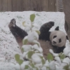 ‘야 겨울이다’ 첫눈 즐기는 판다