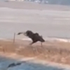 울타리 넘으려던 무스의 굴욕 순간 포착