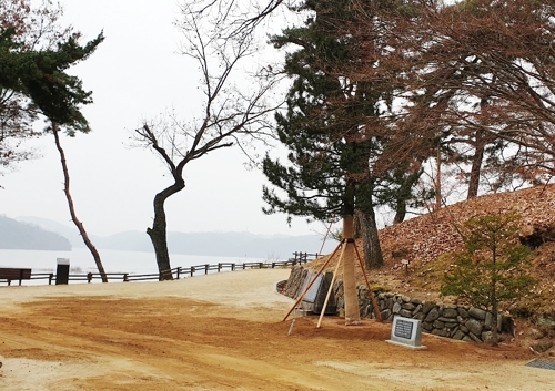 안동시가 도산면 토계리 도산서원 안에 있는 일본 금송을 서원 밖으로 옮겨 심었다.[안동시 제공