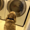 세탁기에 갇힌 ‘단짝’ 곰인형 지킨 강아지