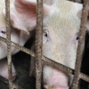 <김규환 기자의 차이나 스코프> ‘무역전쟁의 늪’에 빠져 허우적거리는 중국의 돼지들