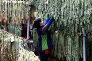 시래기 마르는 시린 계절