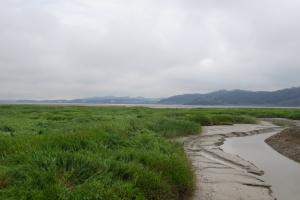 김포시 야생동물 천국 한강하구 접경지 생태조사 착수