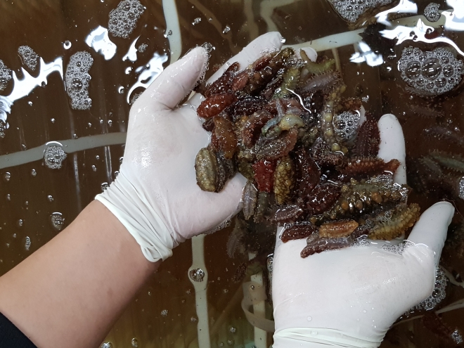 경북도 수산자원연구소 종자배양장에서 자체 육성한 어린 해삼. 경북도 수산자원연구소 제공