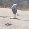 논란의 사천 돼지농장…동물단체 “둔기로 새끼 돼지 머리 내리쳐”