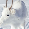 노르웨이에서 목격된 흰사슴 “멀리서 보면 눈으로 보여요”