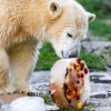 [포토] ‘첫 생일 얼음케이크’ 맛보는 북극곰