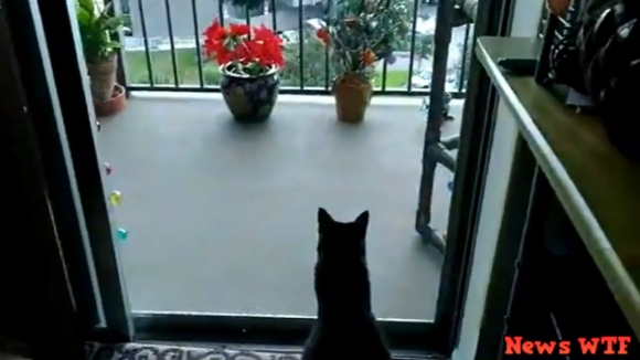 베란다 속 고양이를 낚아채 날아가려다 성탄 조명줄에 걸린 매의 모습(유튜브 영상 캡처)