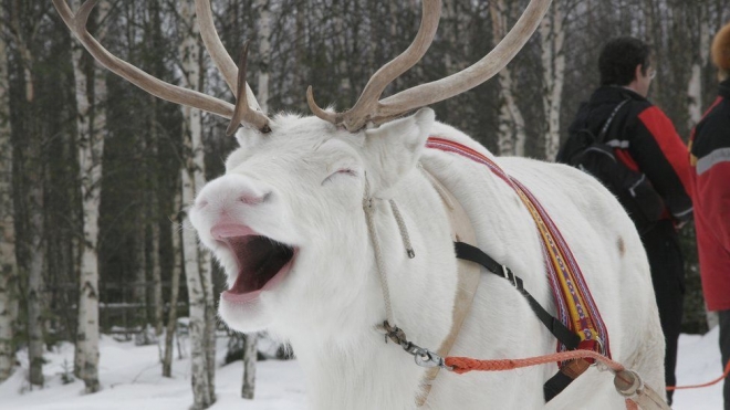 Kaisa Siren/Visit Finland  2006년 핀란드에서 목격된 흰사슴은 마치 웃는 것처럼 보인다.