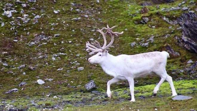 Kevin Barta  Arctic Circle의 린겐 알프스를 여행하다 흰사슴을 목격했다.