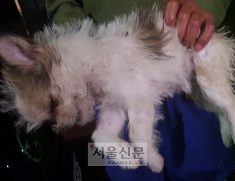 케어가 지난달 16일 경북 포항시 한 주택에서 발견한 개 사체 모습. [사진=케어 제공]