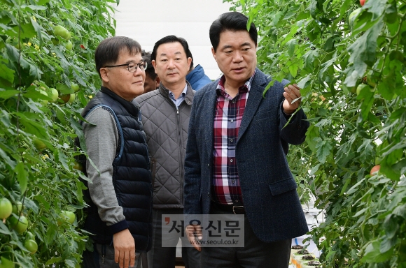 11일 오전 서울 관악구 낙성대동 강감찬텃밭 입구에 조성된 스마트팜 농장을 찾은 박준희(오른쪽) 서울 관악구청장이 미세전자기계시스템(MEMS) 센서를 활용해 식물 내 수분 함량, 비료 농도 등을 실시간으로 관리해 최적의 생장 조건에서 자라난 농작물을 살펴보고 있다.  이종원 선임기자 jongwon@seoul.co.kr