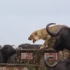 ‘나 어떡해’ 들소 떼에 둘러싸인 새끼 사자