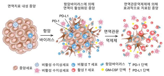 항암바이러스와 면역항암제 병용투여 효과