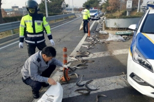 도로 점령한 장어떼