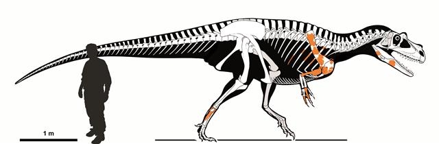 이탈리아 연구진은 초기 쥐라기에 살았던 가장 큰 육식공룡을 발견했다. 지금까지 초기 쥐라기에 살았던 육식공룡들은 사람보다 작거나 비슷한 수준으로 알려졌다. 미국 연구진은 큰 공룡들이 체온을 어느 정도 유지하면서 살 수 있었던 이유는 큰 콧구멍과 긴 비강 때문이라는 사실을 밝혀냈다.  이탈리아 밀라노 자연사박물관 제공