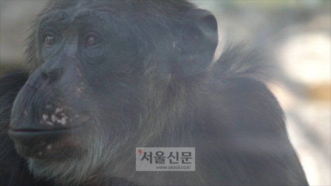 ‘프로젝트 침팬지: 자해’의 한 장면.