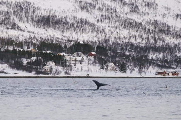 트롬쇠에서 만난 혹등고래. 노르웨이 사람들은 고래 꼬리를 보면 행운이 온다고 믿는다.
