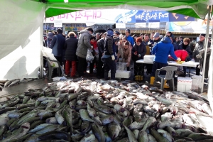 거제 외포항 일원에서 22~23일 거제대구수산물축제