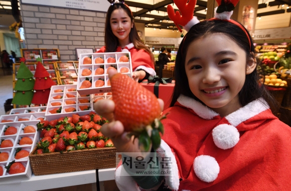 23일 오전 서울 중구 신세계백화점 본점에서 모델들이 크리스마스 선물용 프리미엄 딸기를 홍보하고 있다. 충남 논산의 나길농장에서 수확한 30~40g의 큰 딸기만 선별 포장해 1박스(12입) 2만4천8백 원에 판매한다. 2018.12.23 도준석 기자 pado@seoul.co.kr