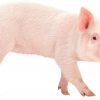 사직·이배산·돝섬…전국 돼지 지명은 112곳
