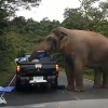 배고픈 코끼리의 차량 검문 순간